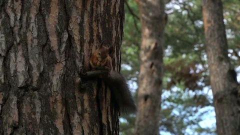 Squirrel eating an nuts. Stock-Footage 80526649
