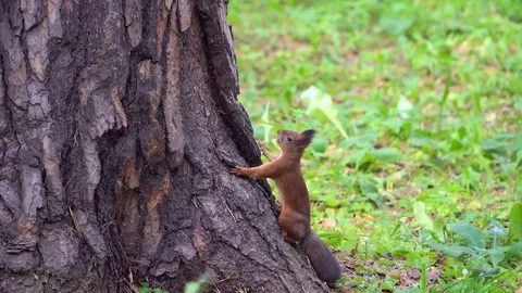 Squirrel eating an nuts. Stock-Footage 80526791