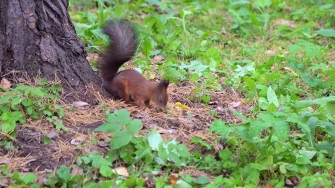 Squirrel eating an nuts. Stock-Footage 80527450