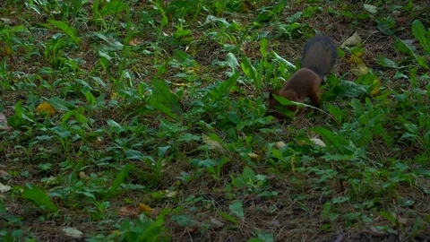 Squirrel eating an nuts. Stock-Footage 80528685