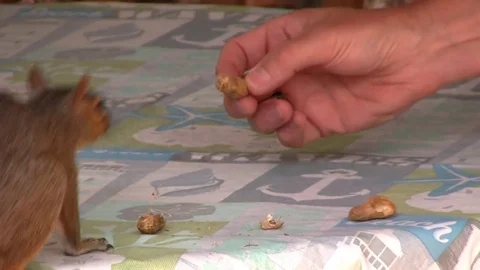 Squirrel eating nuts Stock Footage 81740648