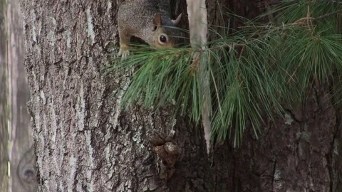 Squirrel eating nuts Stock Footage 81741770