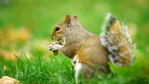 Squirrel eating nuts Stock-Footage 102139044