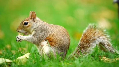 Squirrel eating nuts Video stock 102140110