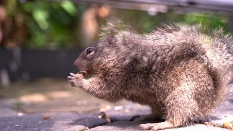 Squirrel Eating a nuts Stock Footage 136714232