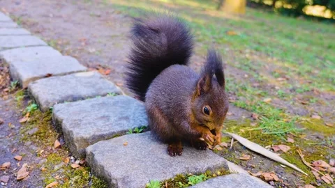 Squirrel eating nuts  Stock Footage 143217408