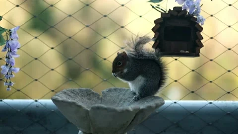 Squirrel Eating Nuts Stock Footage 167549030