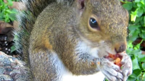 A Squirrel Eating Nuts Stock Footage 178982342