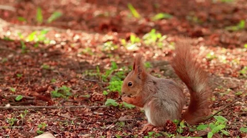 Squirrel Eating Nuts Stock Footage 310863890
