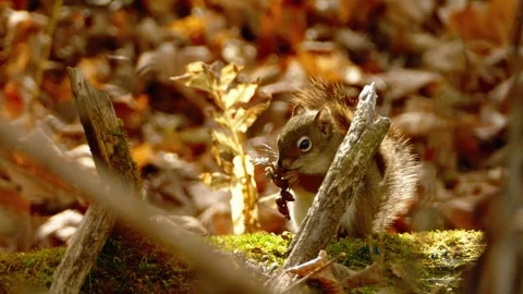 Squirrel Eating Nuts Stock Footage 310864072