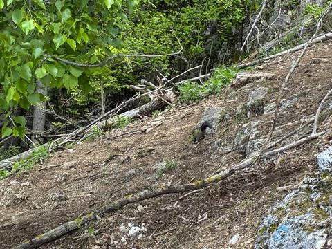 Squirrel eating nuts on a forest slope during spring in a mountain area wit.. Stock Photos