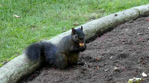 Squirrel eating nuts on the ground Stock Footage 56185967