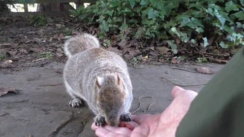 Squirrel Eating Nuts from a hand Stock Footage 230718238