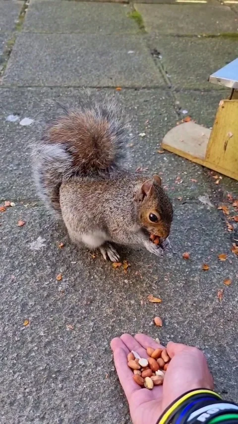 Squirrel eating nuts from a human hand in the backyard Stock Footage 287732226
