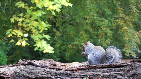 Squirrel eating nuts on log part 3 of 26 Stock Footage 146715558