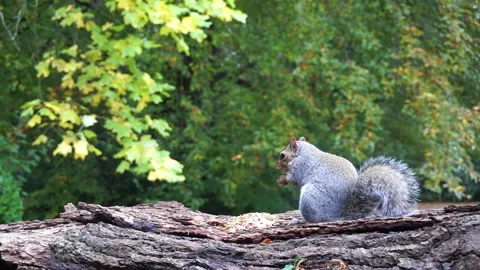 Squirrel eating nuts on log part 5 of 26 Stock Footage 146715639