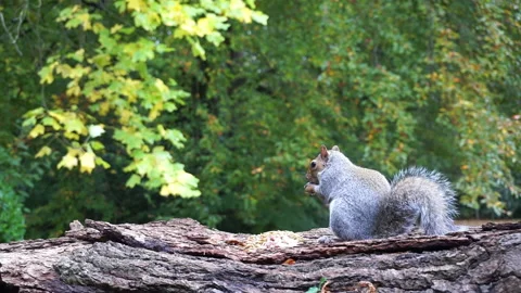 Squirrel eating nuts on log part 6 of 26 Stock Footage 146715659