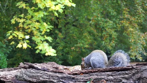 Squirrel eating nuts on log part 4 of 26 Stock Footage 146715678