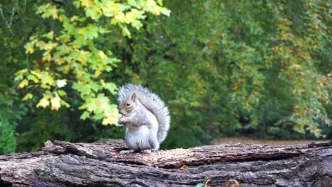 Squirrel eating nuts on log part 10 of 26 Video stock 146716097