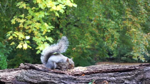 Squirrel eating nuts on log part 2 of 26 Stock Footage 146716229