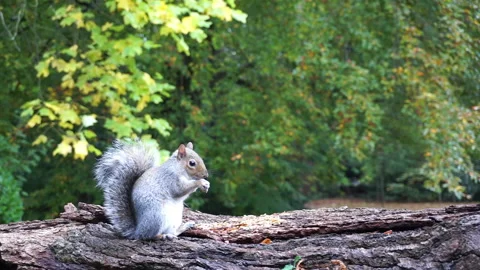 Squirrel eating nuts on log part 15 of 26 Stock Footage 146716335
