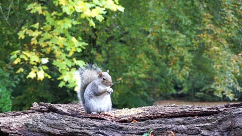 Squirrel eating nuts on log part 8 of 26 Stock Footage 146716422