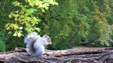 Squirrel eating nuts on log part 16 of 26 Stock Footage 146716528