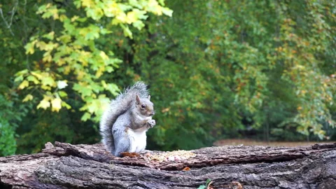 Squirrel eating nuts on log part 13 of 26 Video stock 146716679