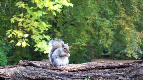 Squirrel eating nuts on log part 18 of 26 Stock Footage 146716690