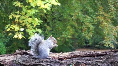 Squirrel eating nuts on log part 20 of 26 Stock Footage 146716815