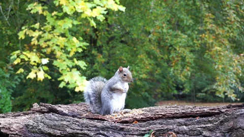 Squirrel eating nuts on log part 21 of 26 Stock Footage 146716862