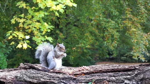 Squirrel eating nuts on log part 23 of 26 Stock Footage 146716881