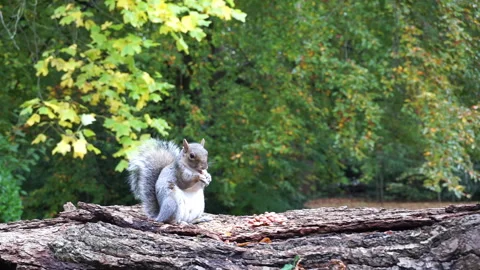 Squirrel eating nuts on log part 24 of 26 Stock Footage 146716929