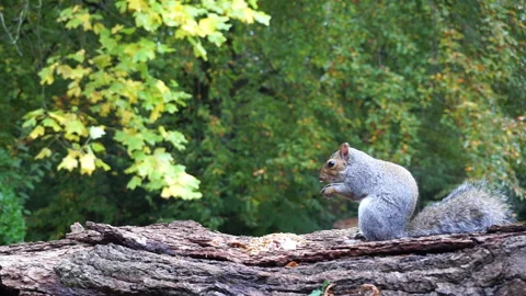 Squirrel eating nuts on log part 26 of 26 Stock Footage 146716938