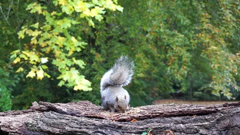 Squirrel eating nuts on log part 22 of 26 Stock Footage 146716954