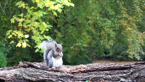 Squirrel eating nuts on log part 25 of 26 Stock Footage 146717518