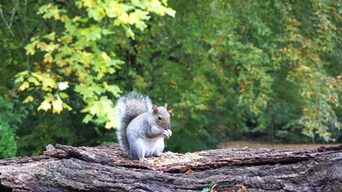 Squirrel eating nuts on log part 19 of 26 Stock Footage 146717529