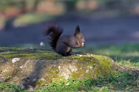 Squirrel eating nuts on a mossy stone edge Stock Photos