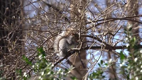 Squirrel eating nuts in a park on a bright sunny day Video stock 265527496