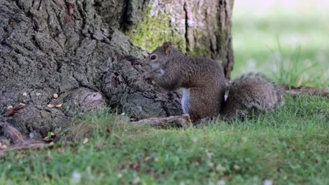 Squirrel eating nuts in a park. Stock-Footage 313304765