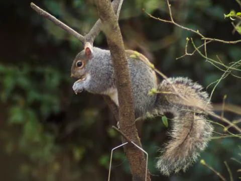 Squirrel eating nuts Fotos de archivo