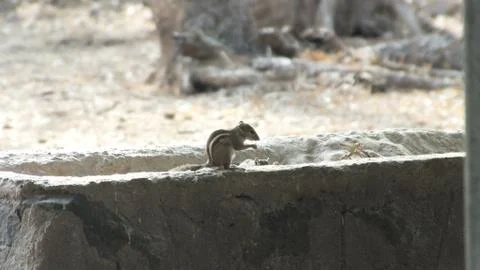 Squirrel eating nuts Stock Photos