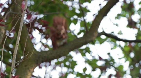 Squirrel eating nuts - Slow Motion Stock Footage 50539723
