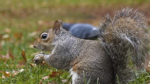 Squirrel eating nuts in slow-motion close up in St James Park London autumn Stock Footage 101115126