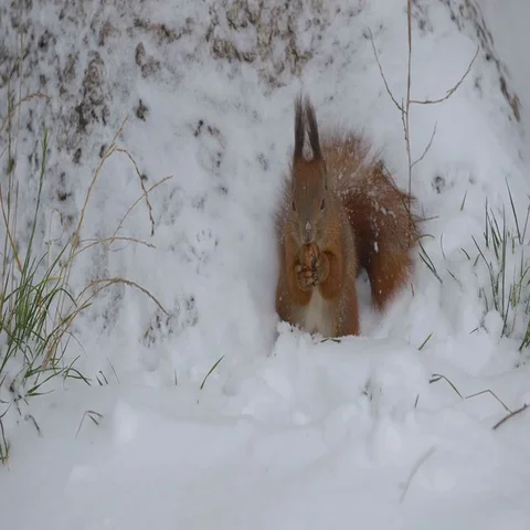 Squirrel eating nuts in snow Video stock 69635138