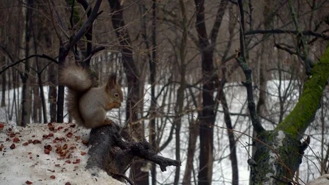 Squirrel eating nuts in snow in winter Stock Footage 71094613
