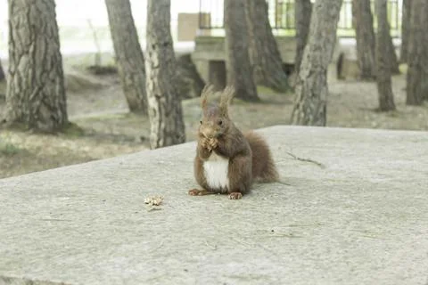 Squirrel eating nuts in table, animals and nature Foto stock