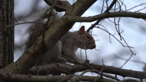 Squirrel eating nuts on a tree Video stock 265527426