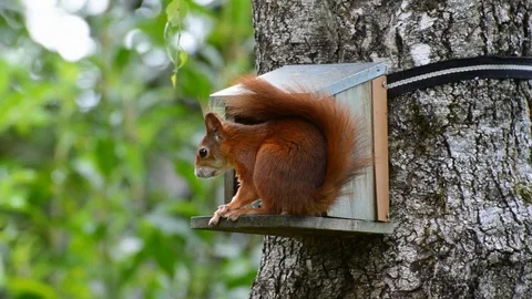 Squirrel eating nuts video 動画素材 124296552