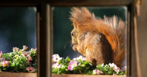 Squirrel eating nuts in window frame Foto stock